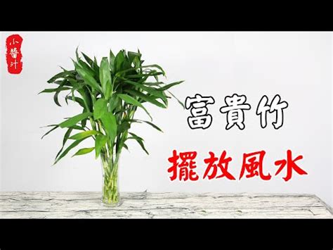 水種萬年青風水|萬年青與風水：有益身心、家庭和睦